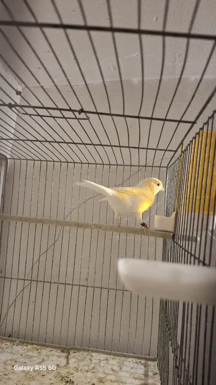 قناری جفت موزایکی|پرنده|قزوین, |دیوار