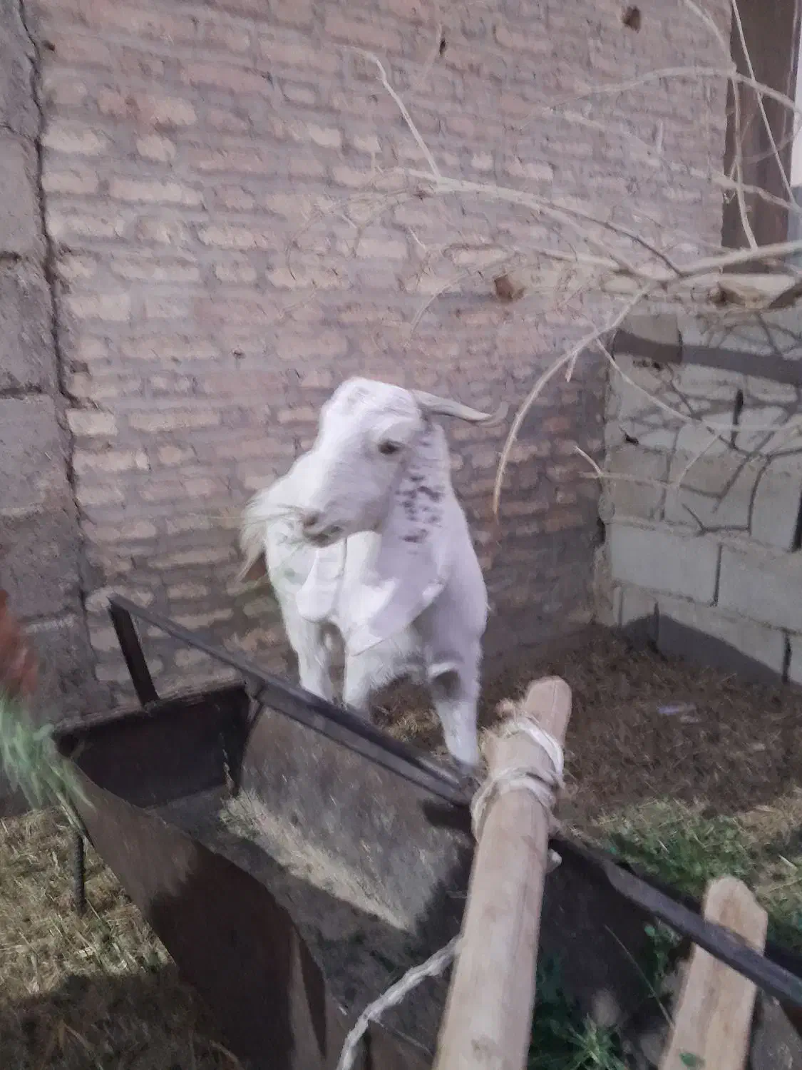 فروش کولار پاکستانی اصیل|حیوانات مزرعه|طبس, |دیوار