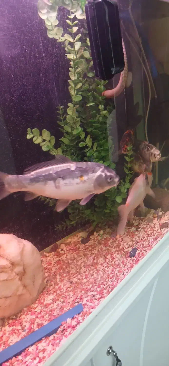 فروش ۵ عدد و تکی ماهی کوی|ماهی|کرج, حسن آباد|دیوار