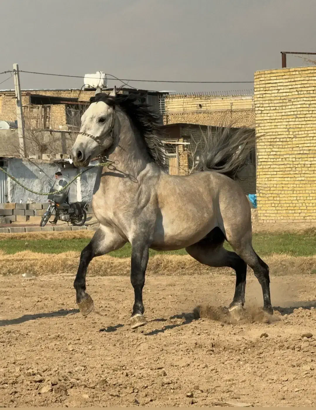 نریان ۱ کردی پرخون و دمگیر|اسب و تجهیزات اسب‌سواری|اصفهان, رهنان|دیوار