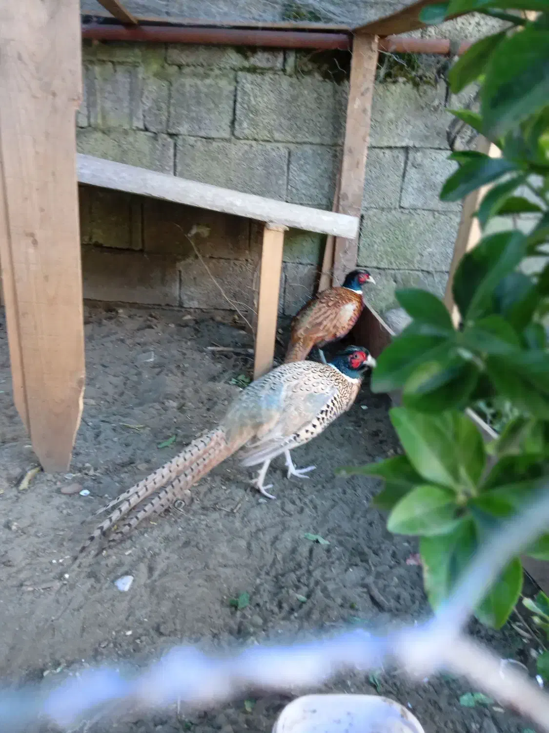 پرنده زینتی|پرنده|رضوانشهر, |دیوار