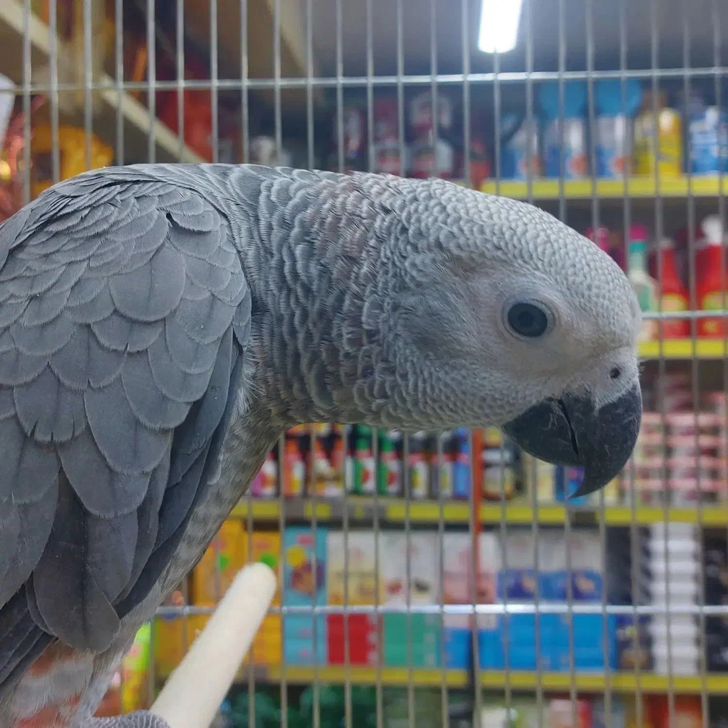 جوجه کاسکو|پرنده|تهران, کاشانک|دیوار