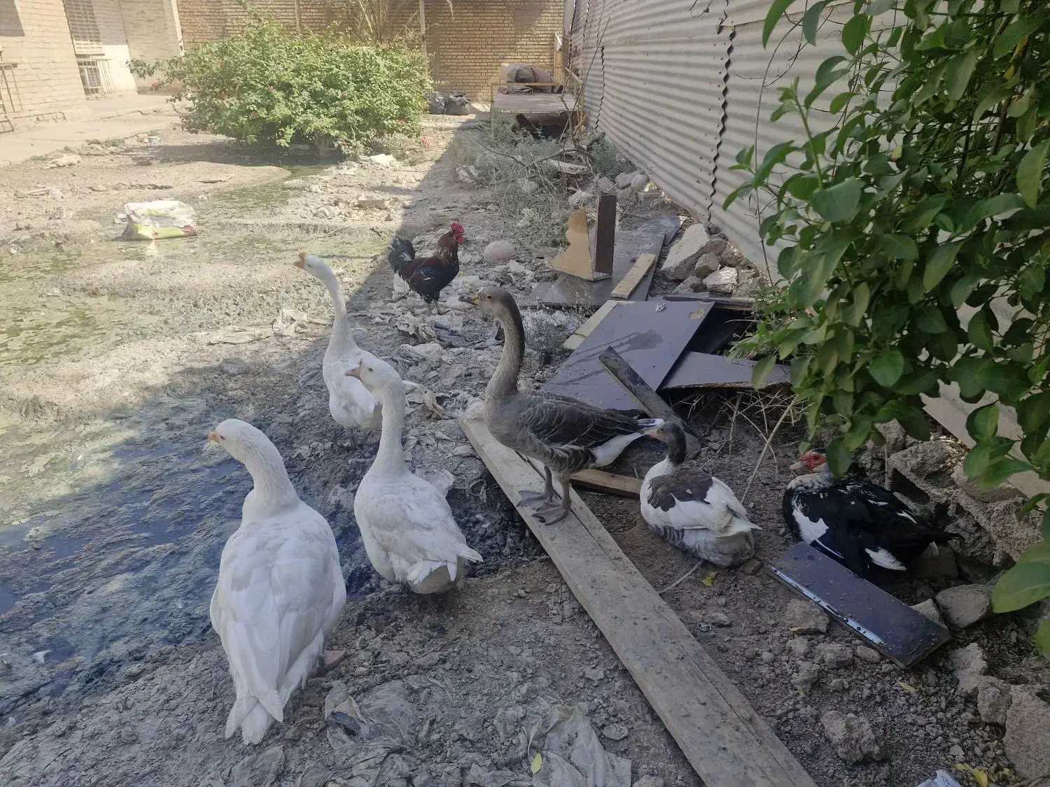 فروش غاز و قوغاز|حیوانات مزرعه|آبادان, |دیوار