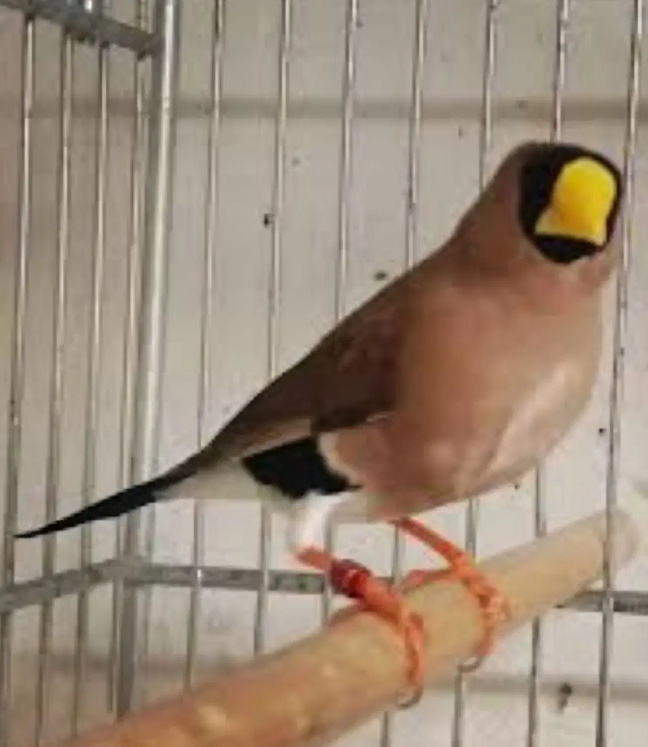 فنچ|پرنده|بندرعباس, |دیوار