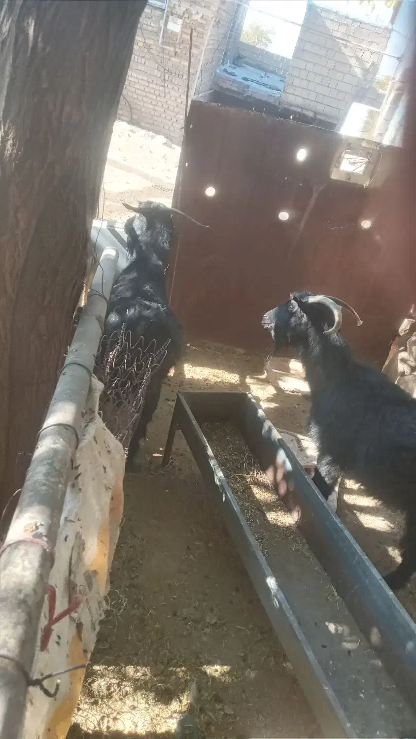 بز و بز غاله|حیوانات مزرعه|بیستون, |دیوار