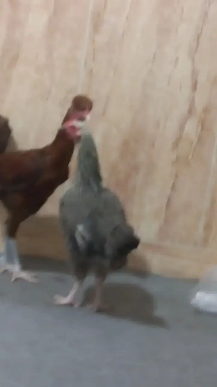 مرغ و خروس|حیوانات مزرعه|انبارآلوم, |دیوار