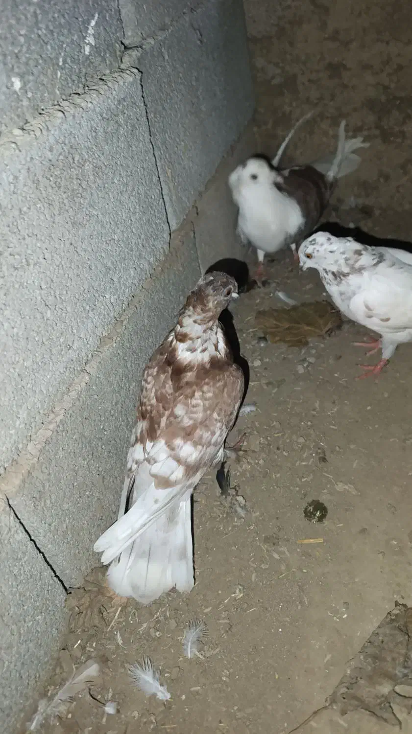 کبوتر دورگ|پرنده|کلاله, |دیوار