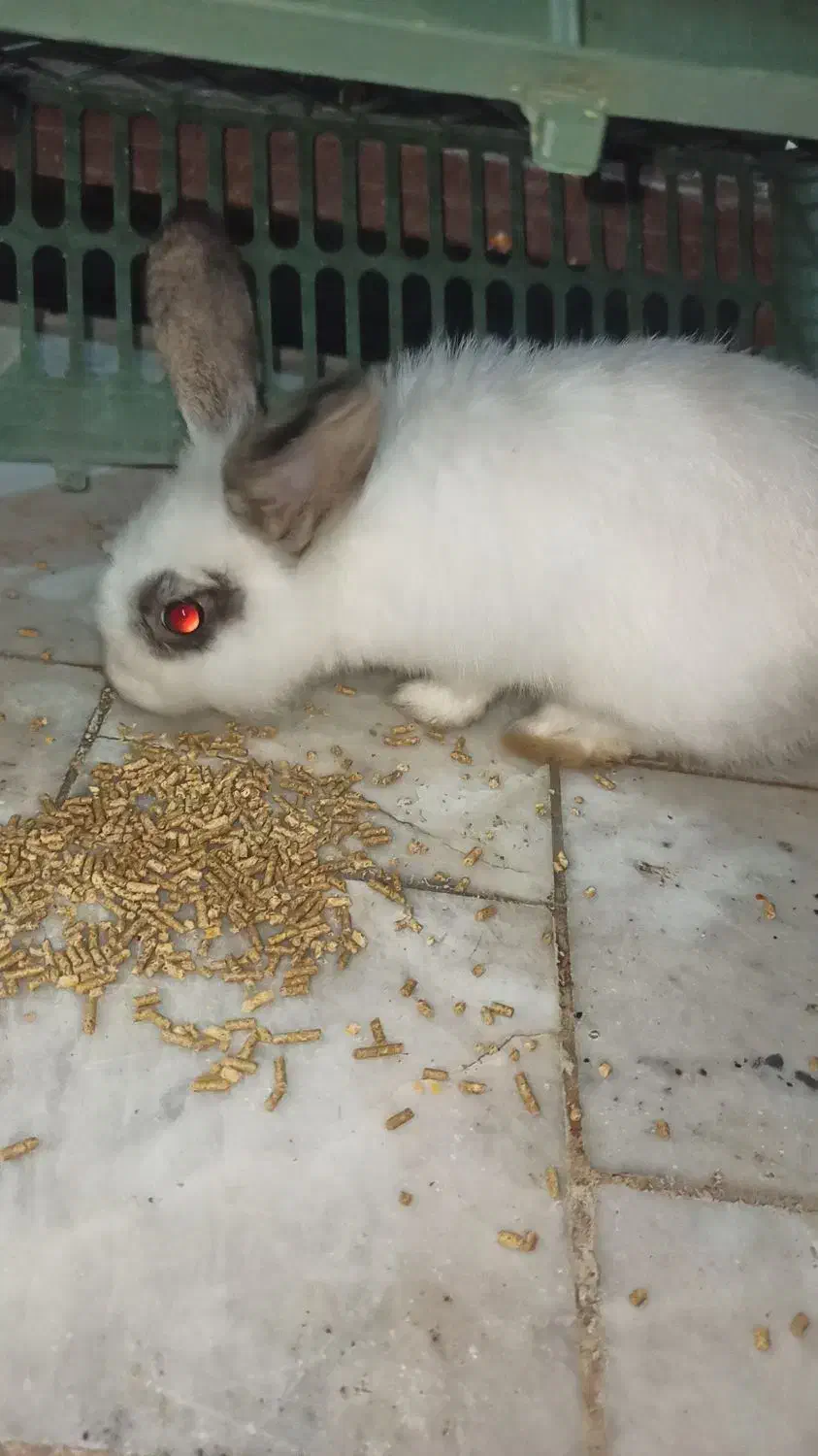 فروش خرگوش|موش و خرگوش|فاضل آباد, |دیوار