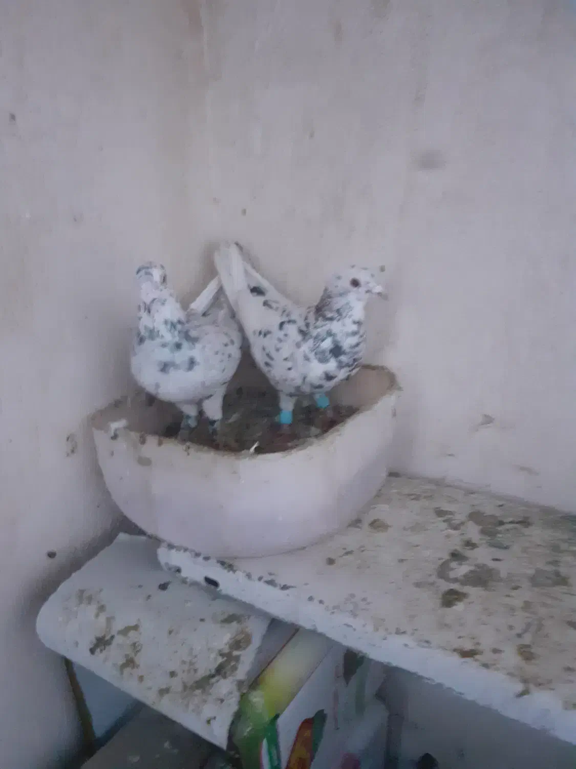 یک جفت کفتر هفت رنگ|پرنده|گرمه, |دیوار