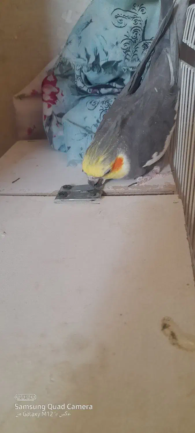 یک جفت عروس هلندی|پرنده|نیشابور, شهرک اندیشه|دیوار