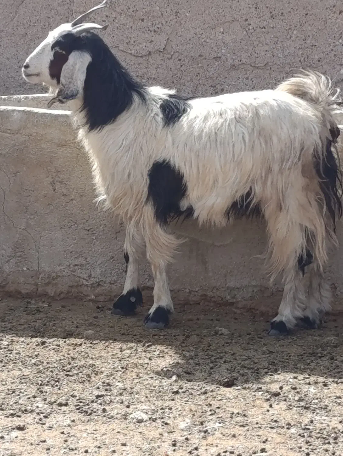 میش بز کهره بره|حیوانات مزرعه|مرودشت, ده بید|دیوار