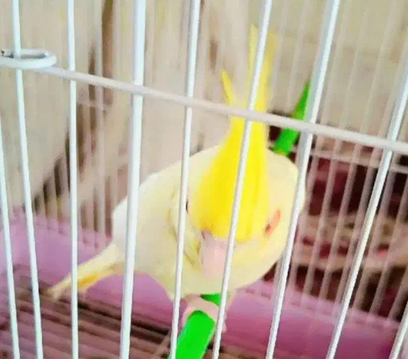 عروس هلندی|پرنده|قم, قلعه کامکار|دیوار