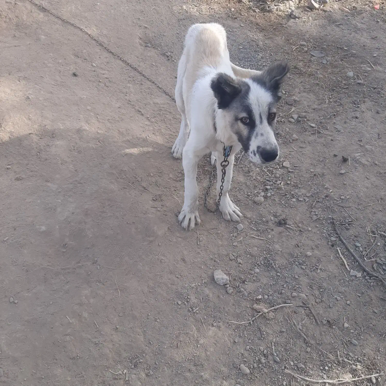 سگ نر سرابی هفت ماهه|سگ|صوفیان, |دیوار