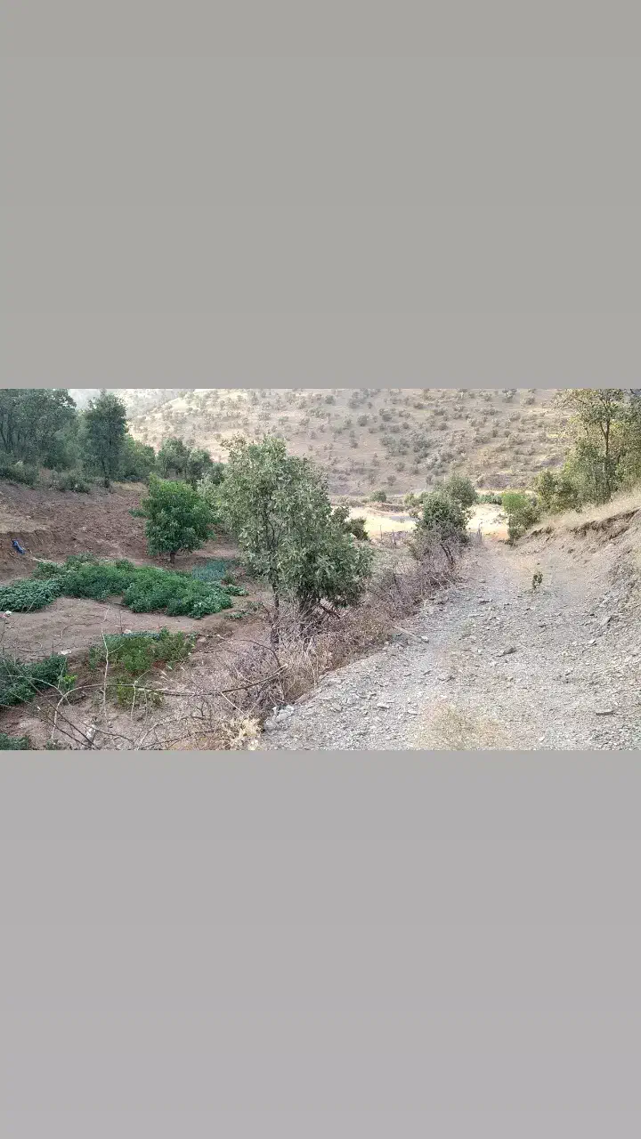 فروش زمین کشاورزی جاده جدید سنندج مریوان|فروش دفتر صنعتی، کشاورزی، تجاری|مریوان, |دیوار