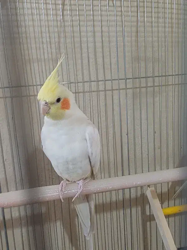 عروس هلندی گم شده|حیوانات|اراک, |دیوار