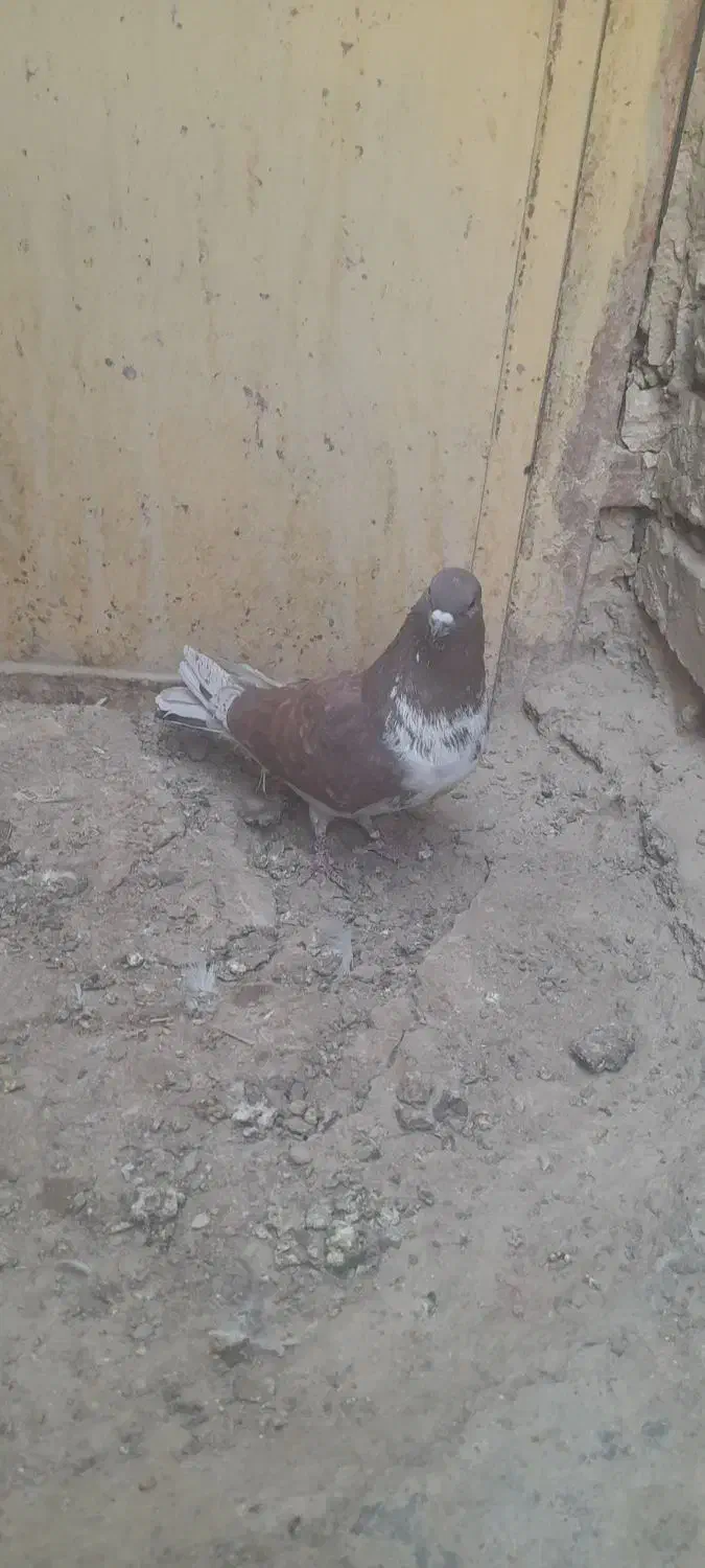 کبوتر گرفتنی|پرنده|نیمروز, |دیوار