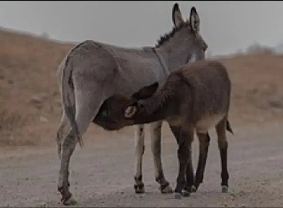 الاغ شیری|حیوانات مزرعه|اصفهان, ارداجی|دیوار