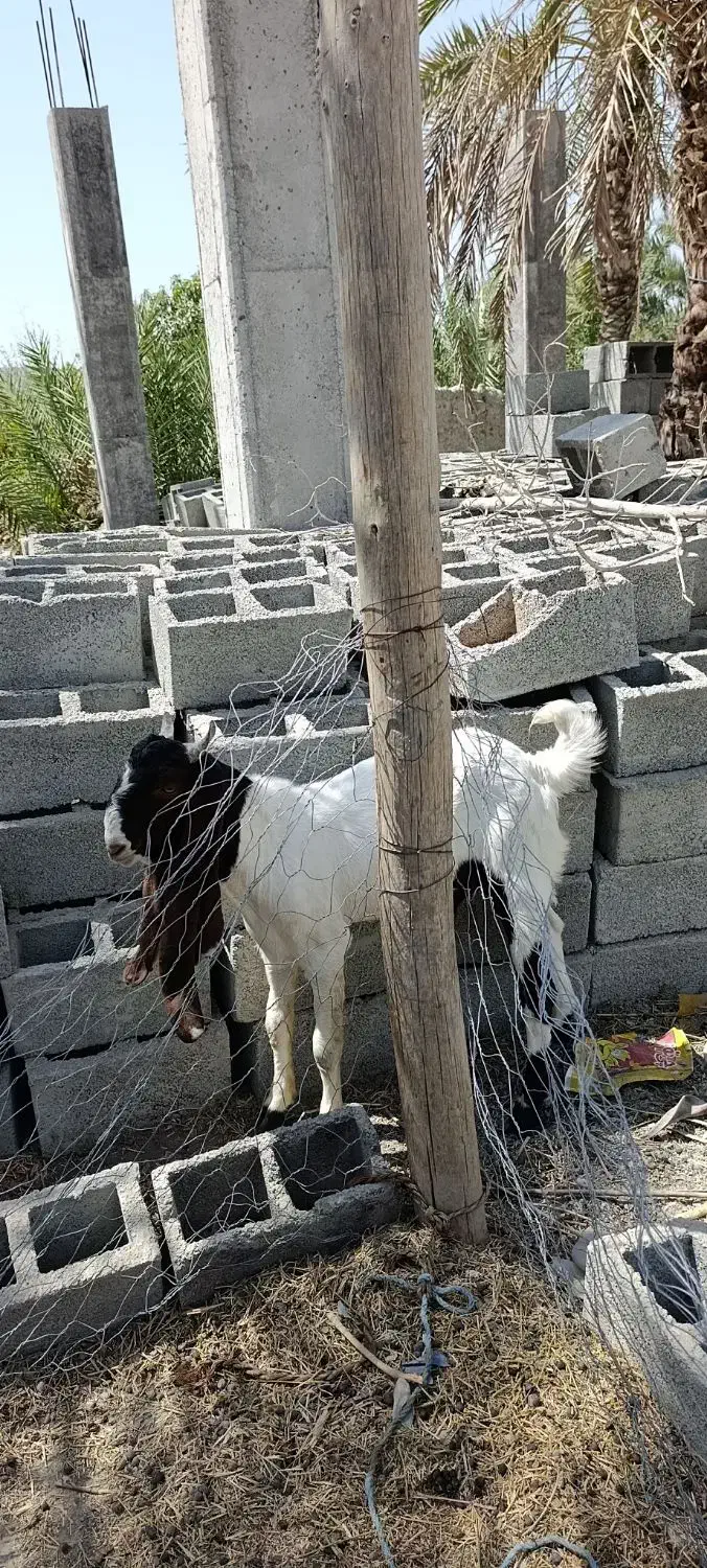 بز نر پتیری اصل|حیوانات مزرعه|چابهار, |دیوار