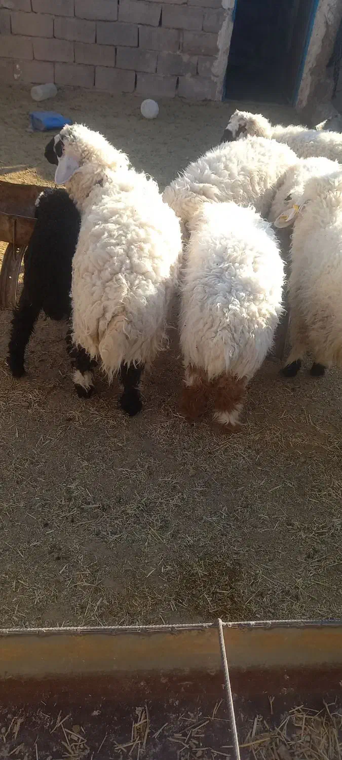 حیوانات و مزرعه|حیوانات مزرعه|سربیشه, |دیوار