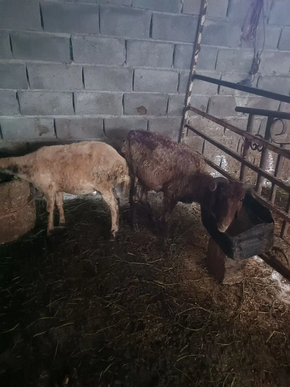 نر گوسفنددوساله|حیوانات مزرعه|جلین, |دیوار