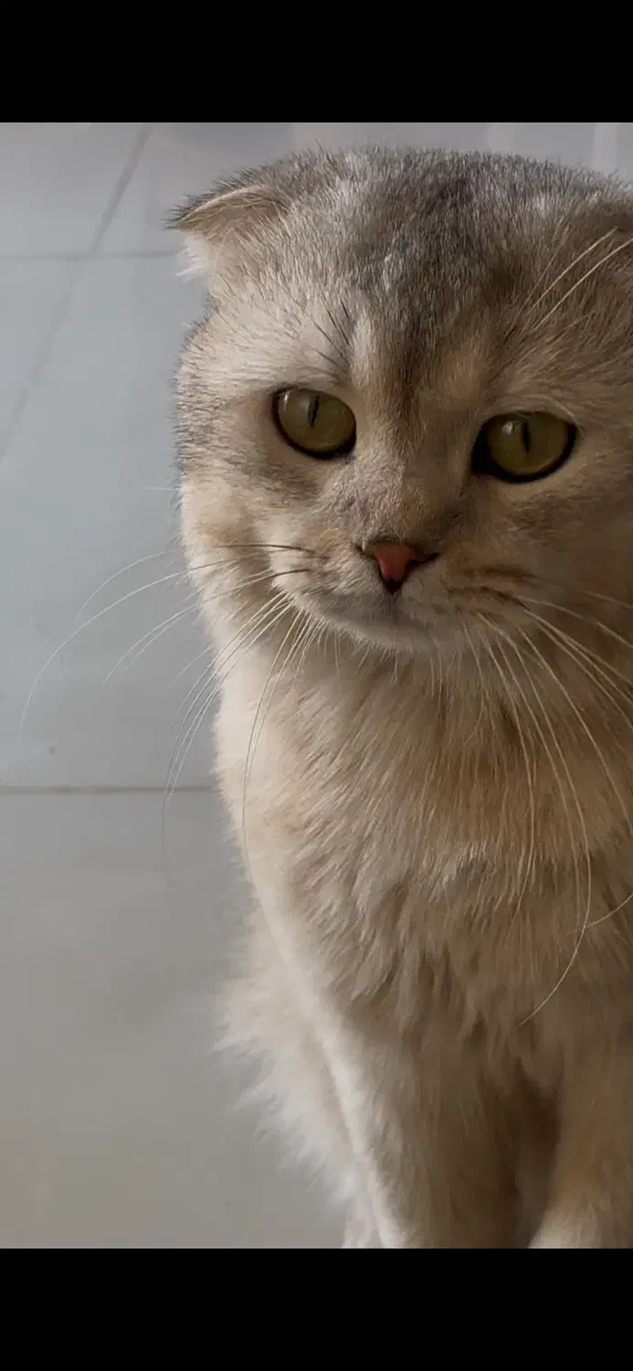 گربه|گربه|محلات, |دیوار