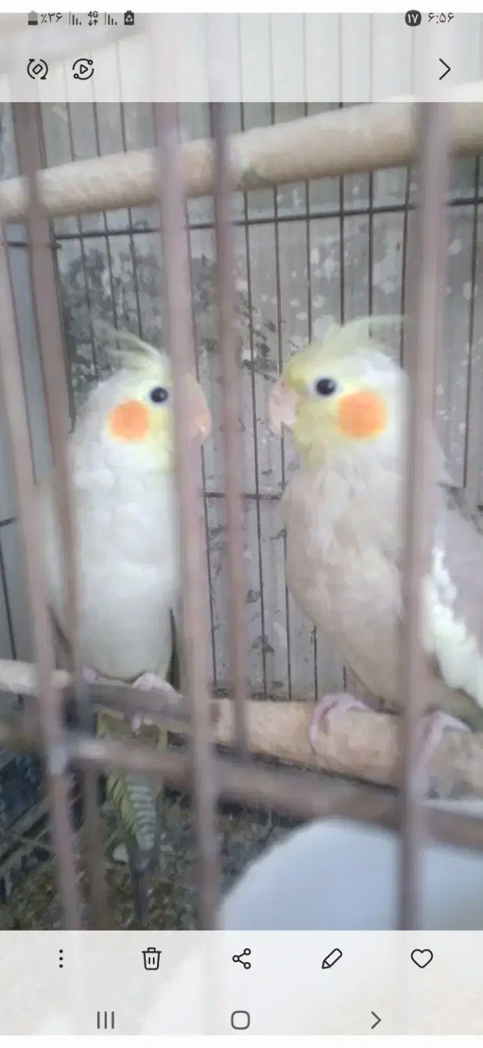 عروس هلندی|پرنده|پارس‌آباد, |دیوار