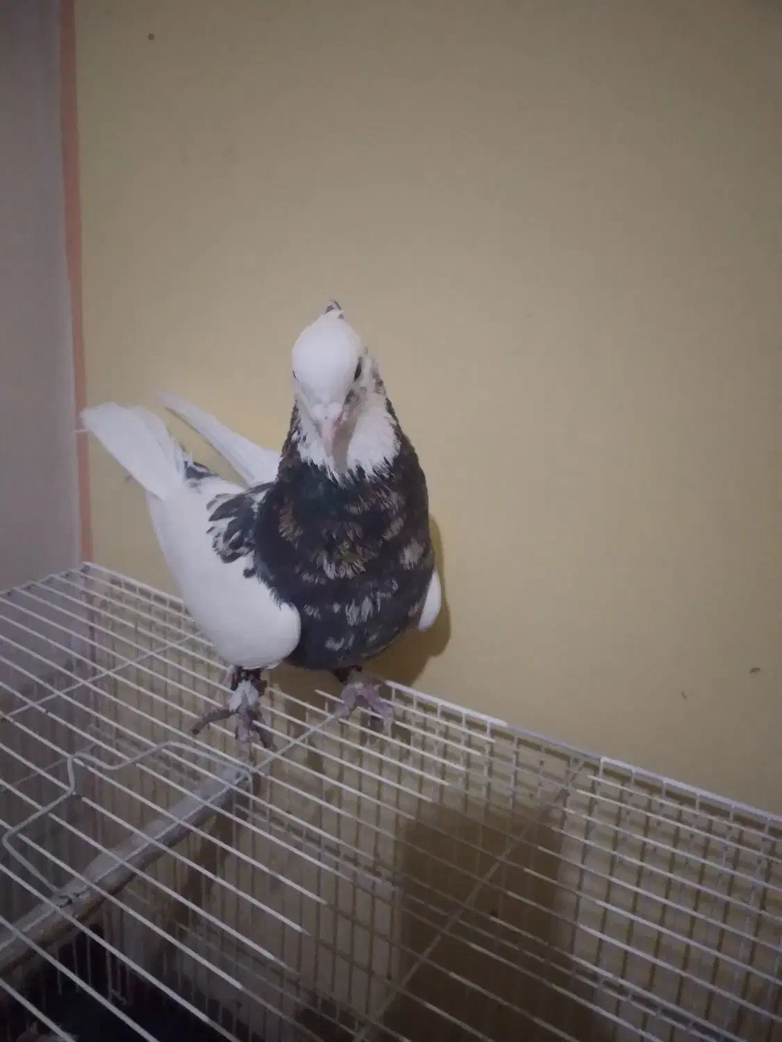 کفتر طوقی|پرنده|تربتحیدریه, اندیشه|دیوار