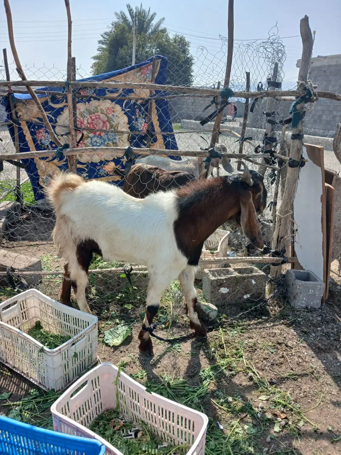 نری|حیوانات مزرعه|رودان, |دیوار