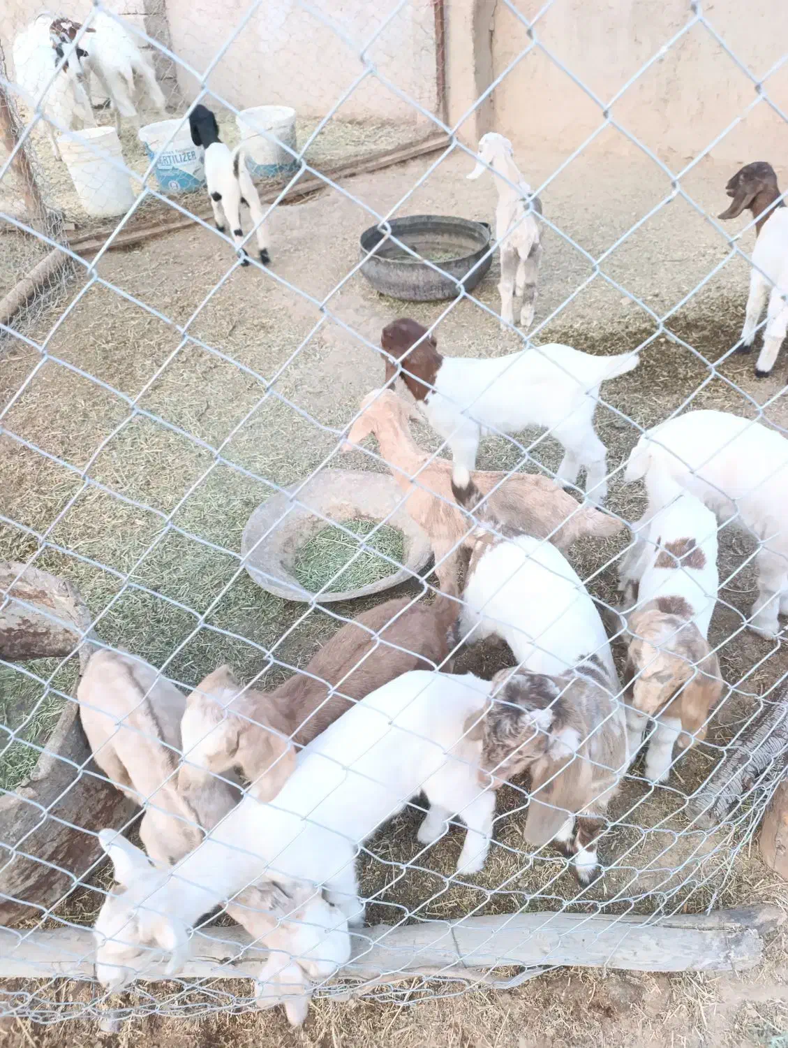 بز و کره|حیوانات مزرعه|سیرجان, |دیوار