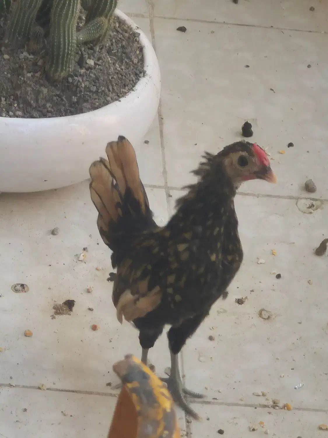 خروس چینی|حیوانات مزرعه|بندرعباس, |دیوار