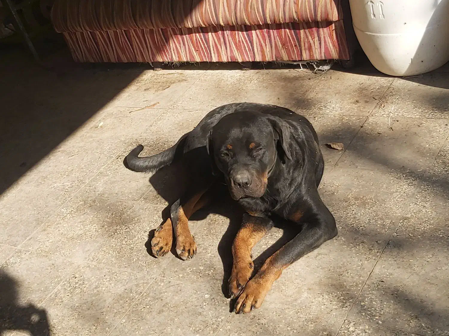 سگ ماده رتوایلر برای فروش|سگ|قائم‌شهر, |دیوار