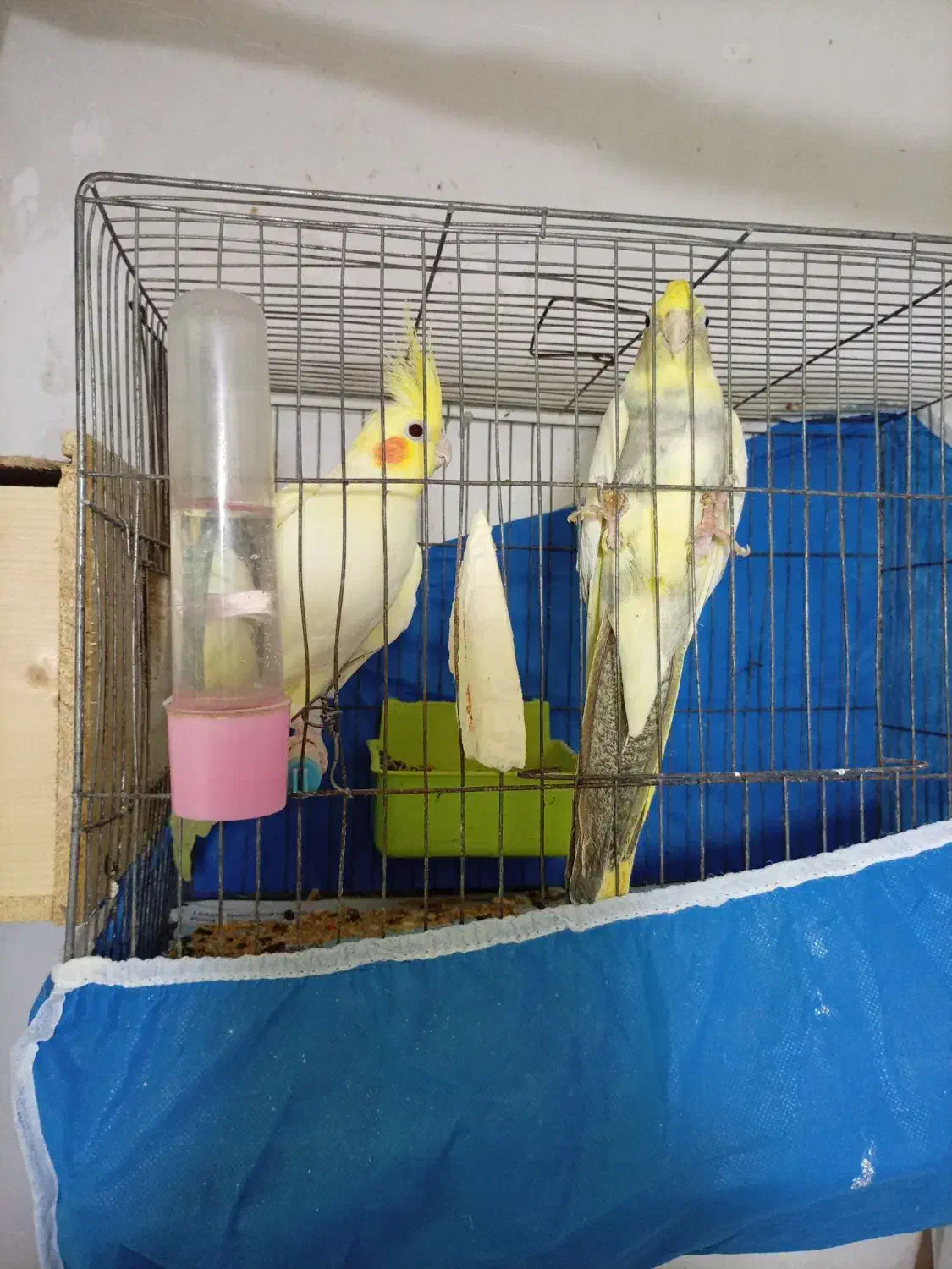 پرنده بسیار سالم|پرنده|رشت, نخودچر|دیوار