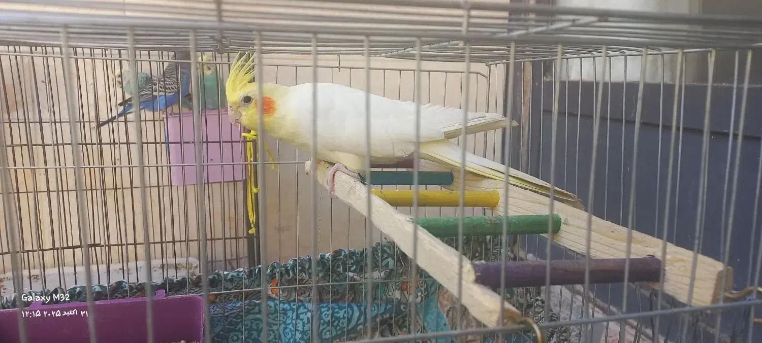 یک جفت عروس هلندی سخنگو|پرنده|اصفهان, شاهد|دیوار