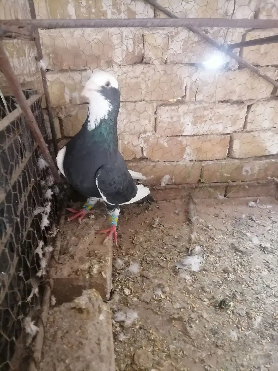 کفتر|پرنده|تربت‌حیدریه, پائین ولایت|دیوار