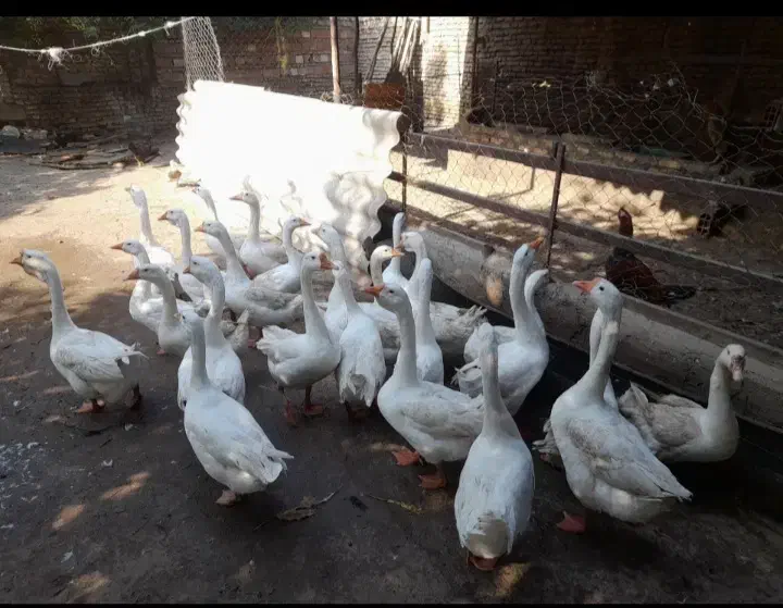 غوغاز|حیوانات مزرعه|گرگان, |دیوار