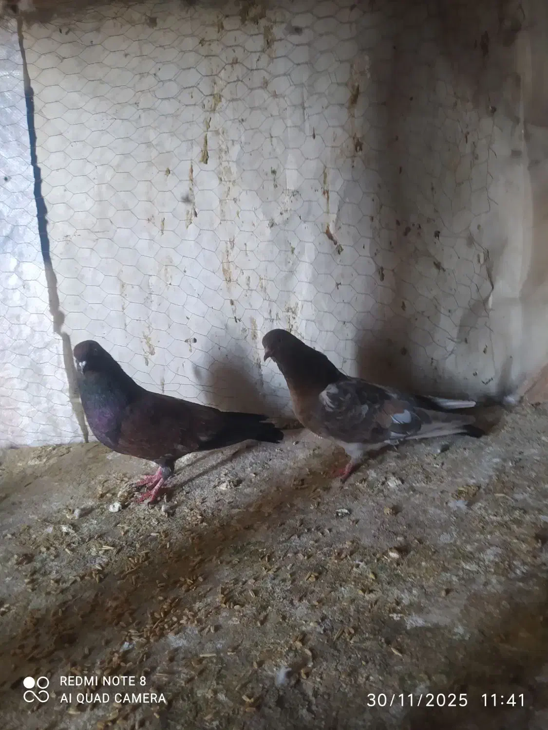 کبوتر کله ای|پرنده|ایذه, |دیوار