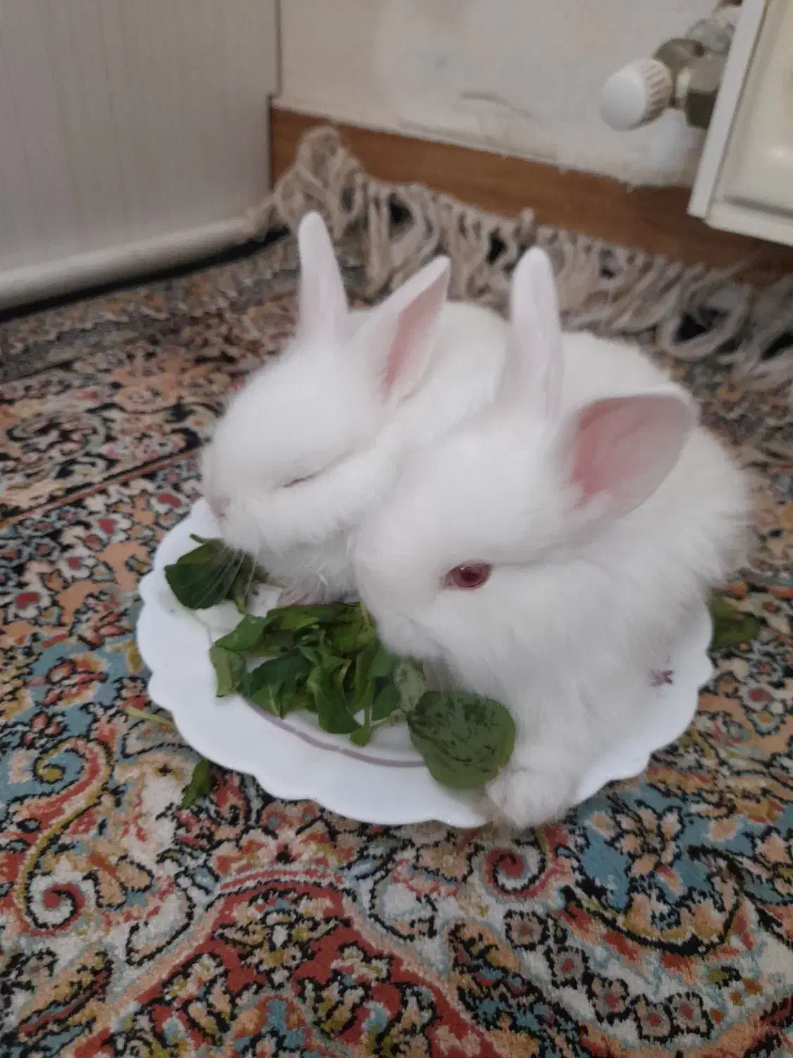 بچه خرگوش|موش و خرگوش|پرند, فاز ۴|دیوار