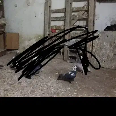 کبوتر‌‌گمشده‌|حیوانات|بجنورد, |دیوار