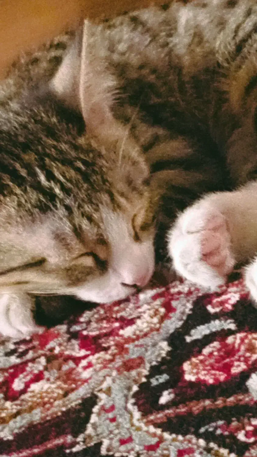 گربه|گربه|ماهدشت, |دیوار