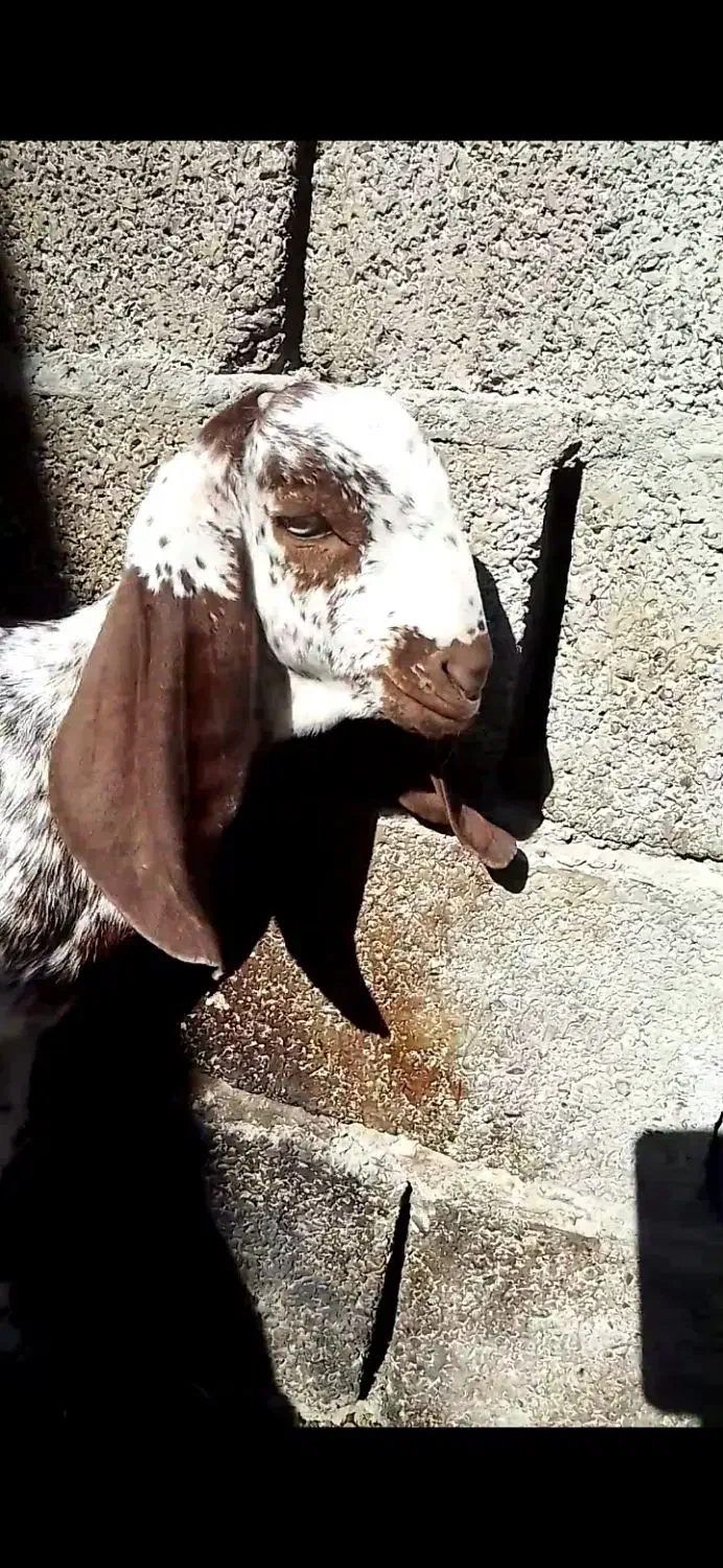 شنک ماک چینی فروشی|حیوانات مزرعه|سراوان, |دیوار