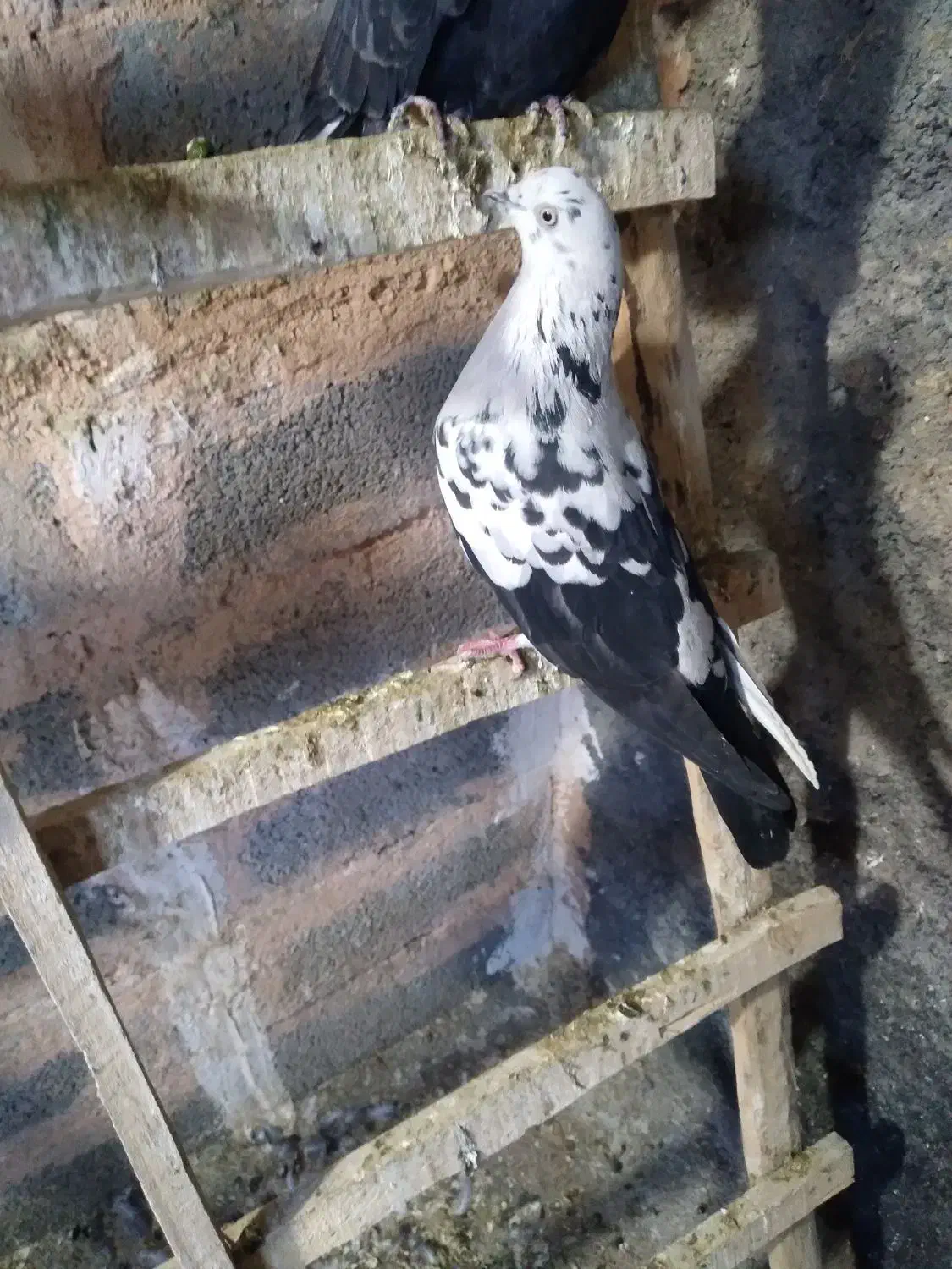 پرنده|پرنده|کارزان, |دیوار