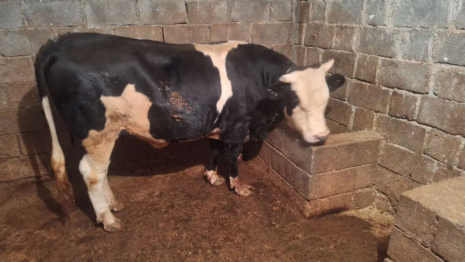 فروش یک راس گوساله نر سمینتال|حیوانات مزرعه|دینور, |دیوار