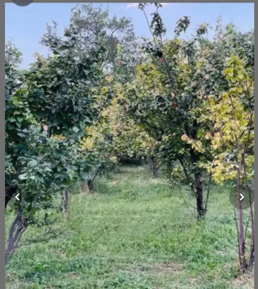 زمین باغ در روستای با صفای تار جاده کشه|فروش زمین و ملک کلنگی|نطنز, |دیوار