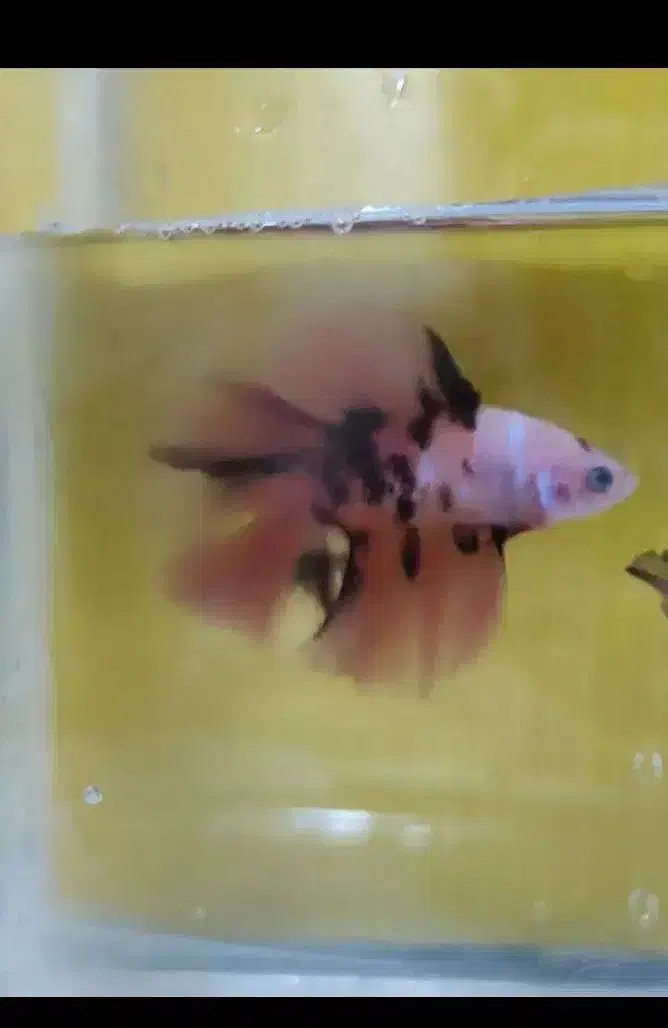 فایتر هافمون بتا|ماهی|لنجان, |دیوار