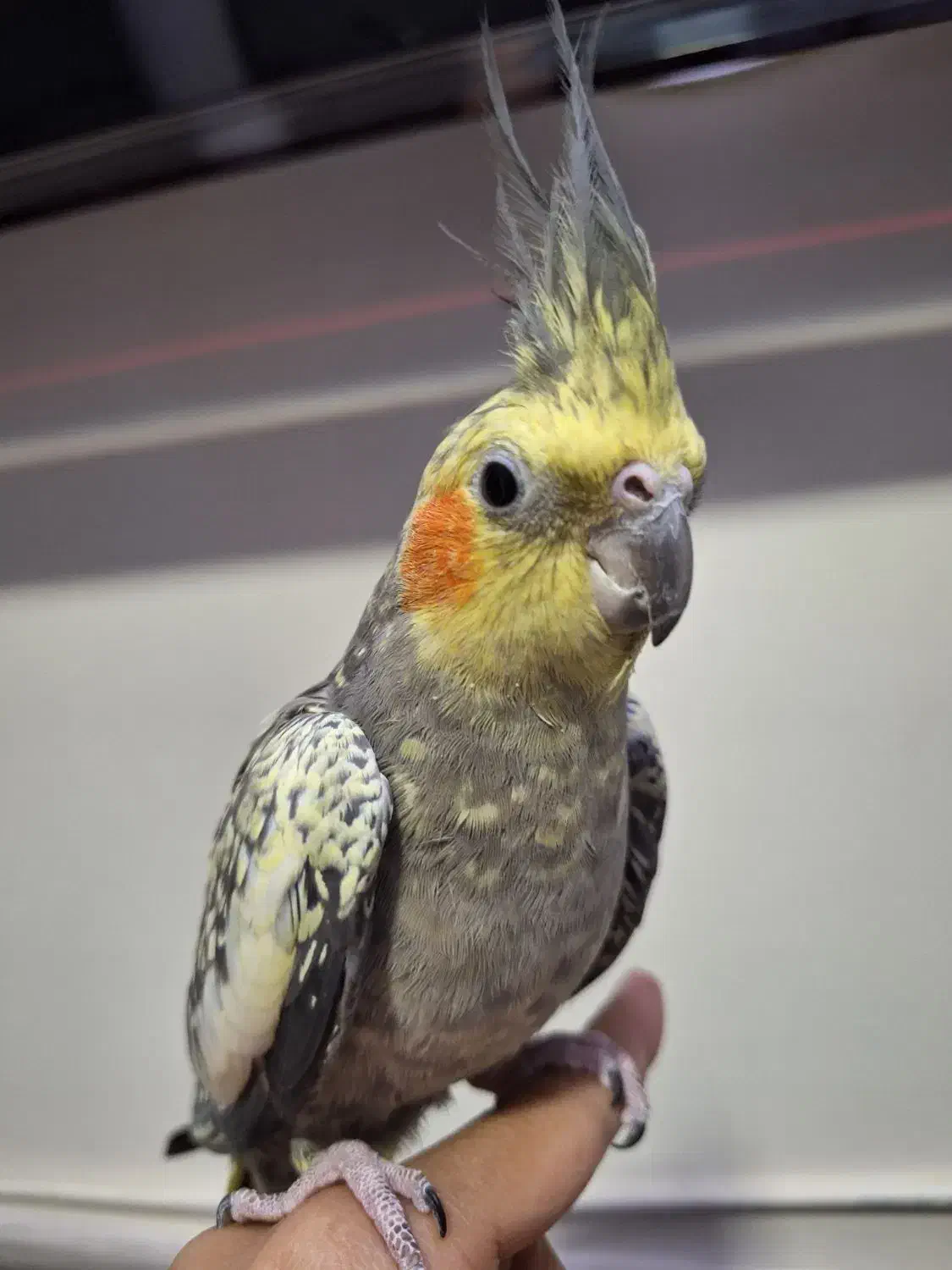 عروس هلندی ماده|پرنده|قم, بکایی|دیوار