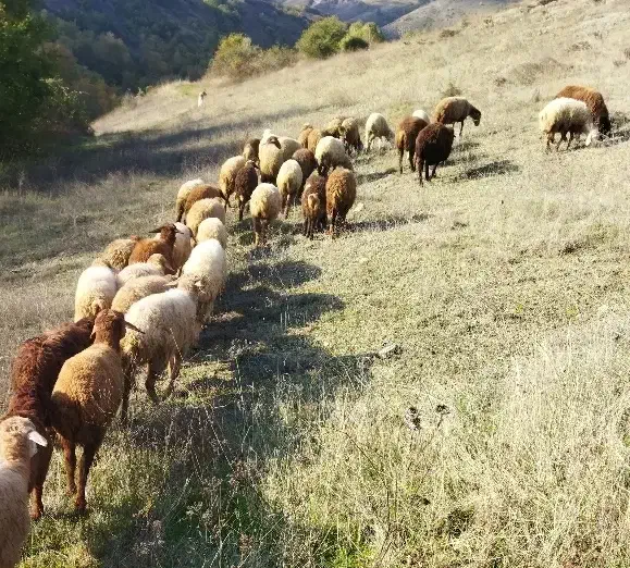 گوسفند|حیوانات مزرعه|آبش احمد, |دیوار