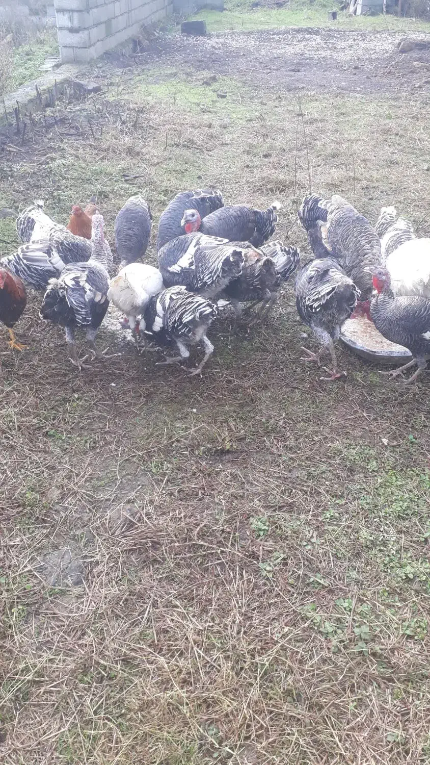 ۱۳ عدد بوقلمون یکجابه فروش میرسد هر کیلو|حیوانات مزرعه|پرهسر, |دیوار