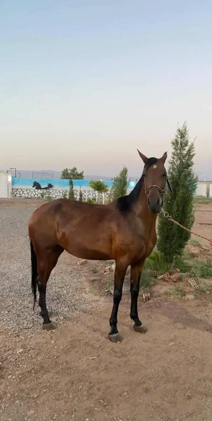 اسب کره سهیل|اسب و تجهیزات اسب‌سواری|رفسنجان, |دیوار