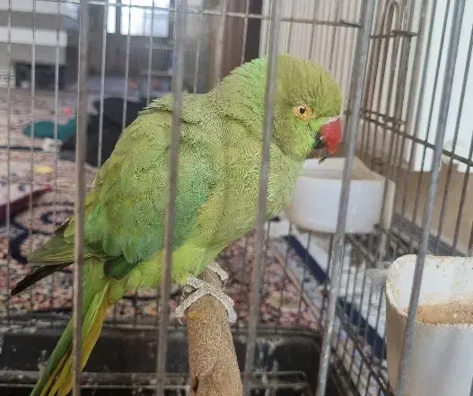 فروش طوطی ملنگو ماده|پرنده|جهرم, |دیوار