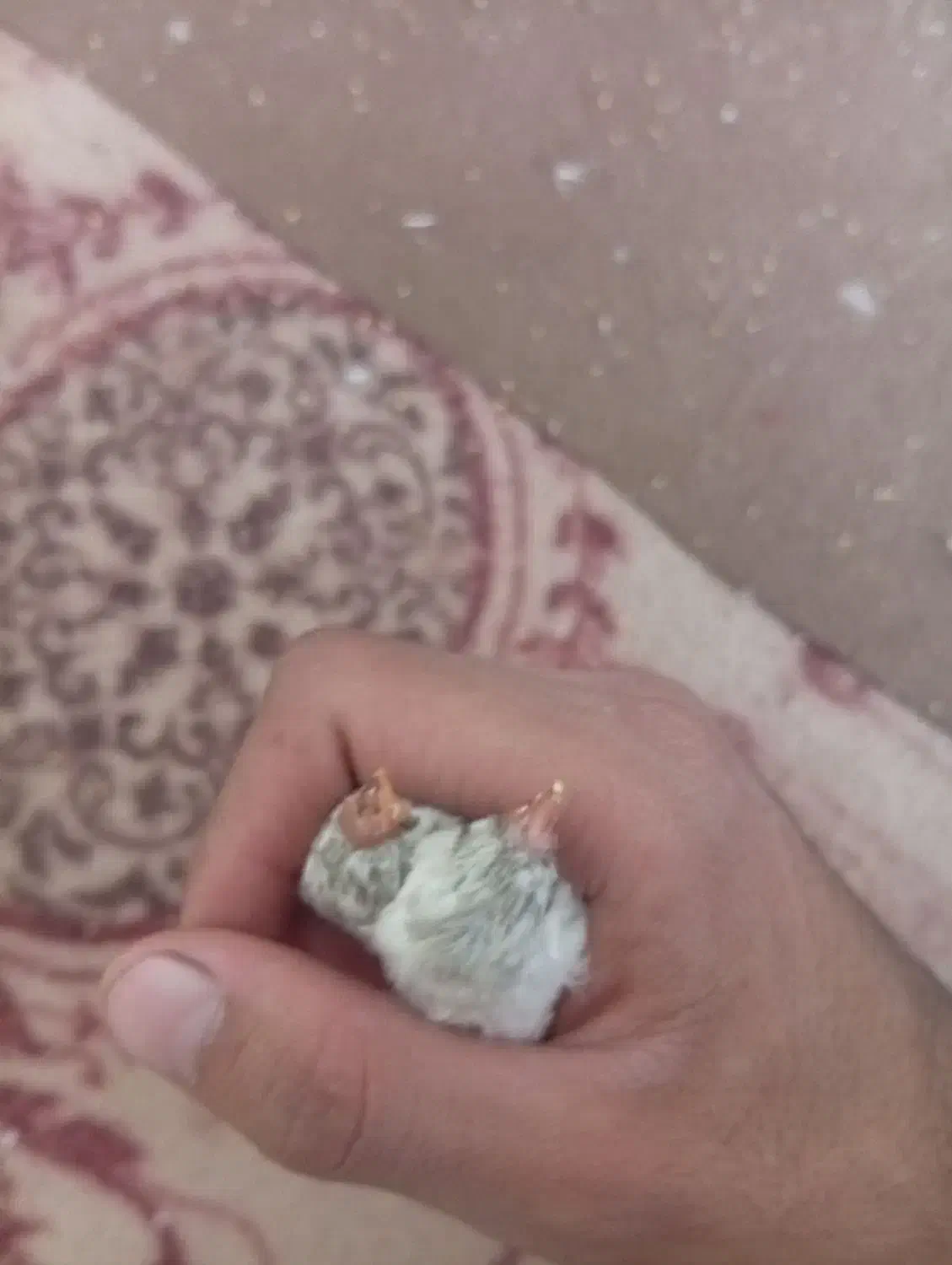 فنچ|پرنده|کرمان, |دیوار